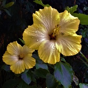 23rd May 2019 - Two Yellow Hibiscus ~   