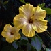 Two Yellow Hibiscus ~    by happysnaps