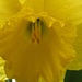 Daffodil by radiogirl