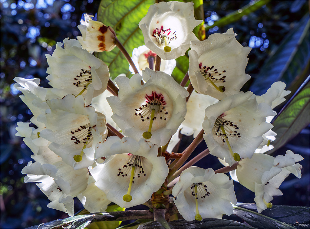 Rhododendron ? by pcoulson