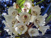22nd May 2019 - Rhododendron ?