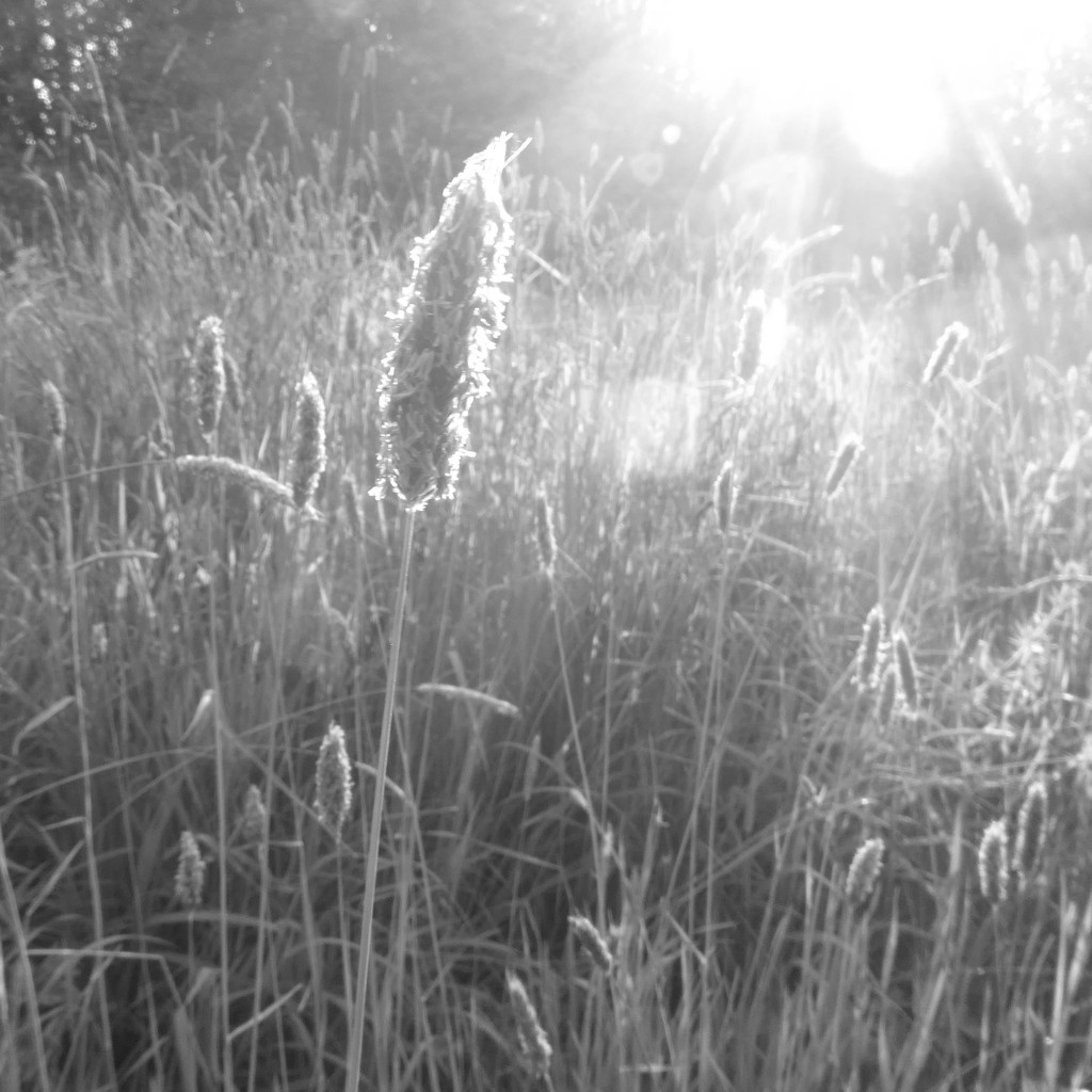 Meadow foxtail grasses by shannejw