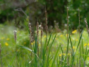 22nd May 2019 - cattails impressions