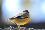 22nd May 2019 - Striated Pardalote