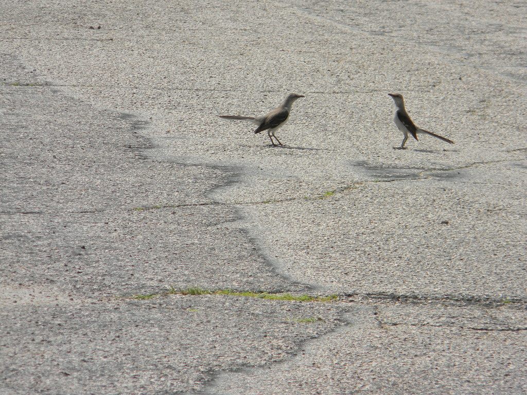 Two Birds in Parking Lot by sfeldphotos