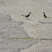 Two Birds in Parking Lot by sfeldphotos