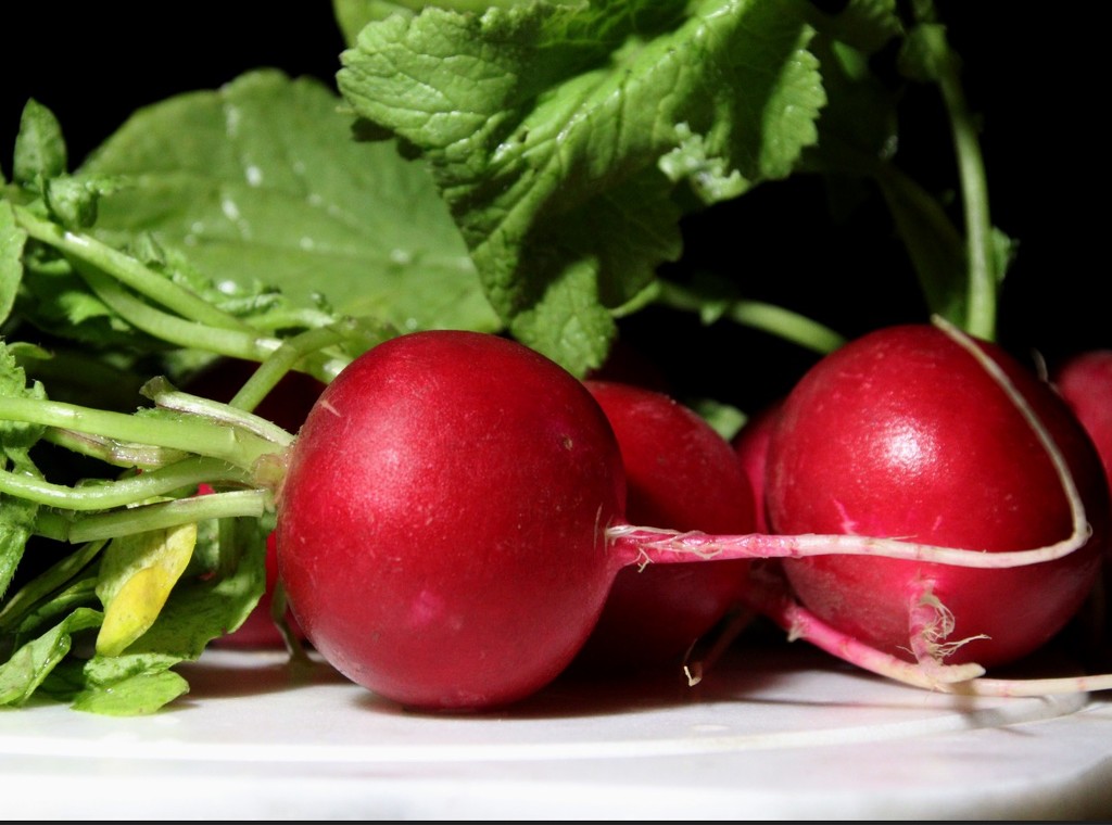 Day 142:  Radishes by sheilalorson