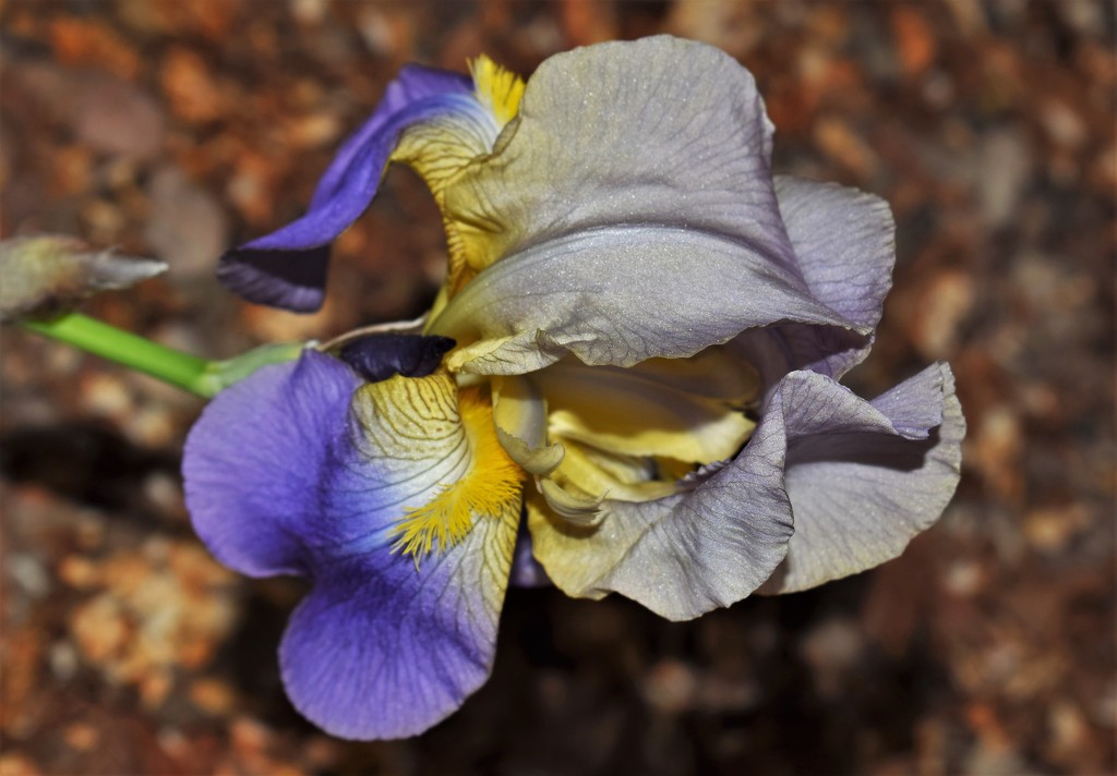 Two toned Iris by sandlily