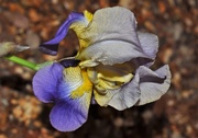 22nd May 2019 - Two toned Iris