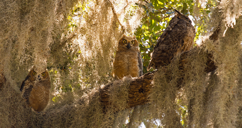 Great Horned Owl Family! by rickster549