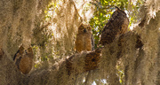 22nd May 2019 - Great Horned Owl Family!