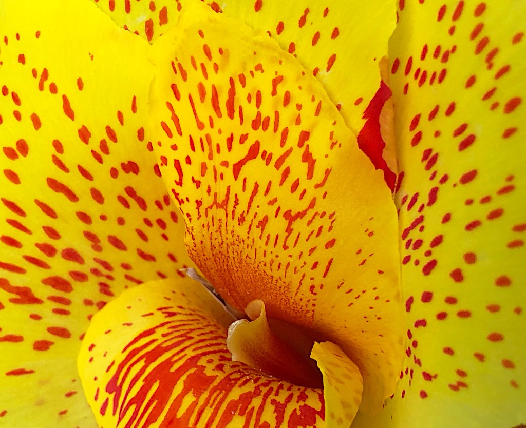 Closeup of a canna lily by congaree