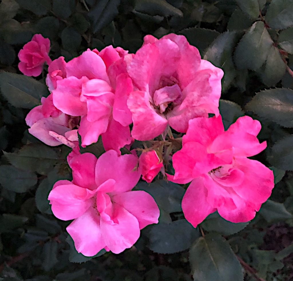 Roses, Colonial Lake Park, Charleston by congaree