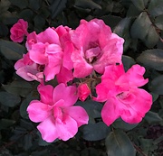 23rd May 2019 - Roses, Colonial Lake Park, Charleston