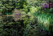 22nd May 2019 - Reflected Pond
