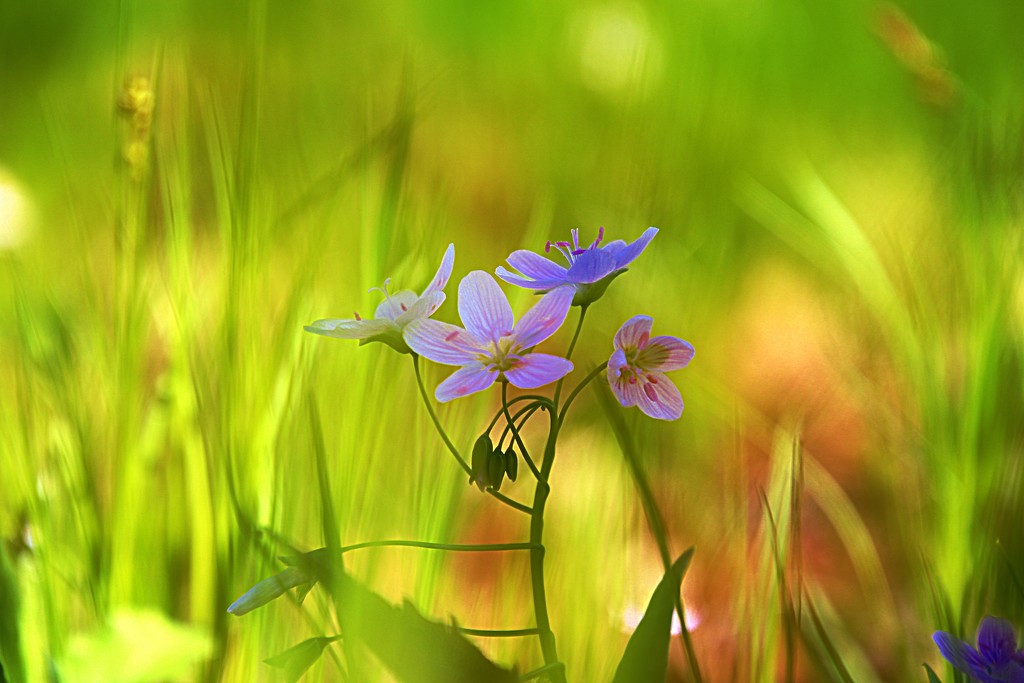 Spring Beauties by lynnz