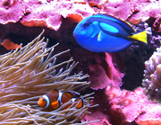 23rd May 2019 - Something Fishy -  Nemo and Dory