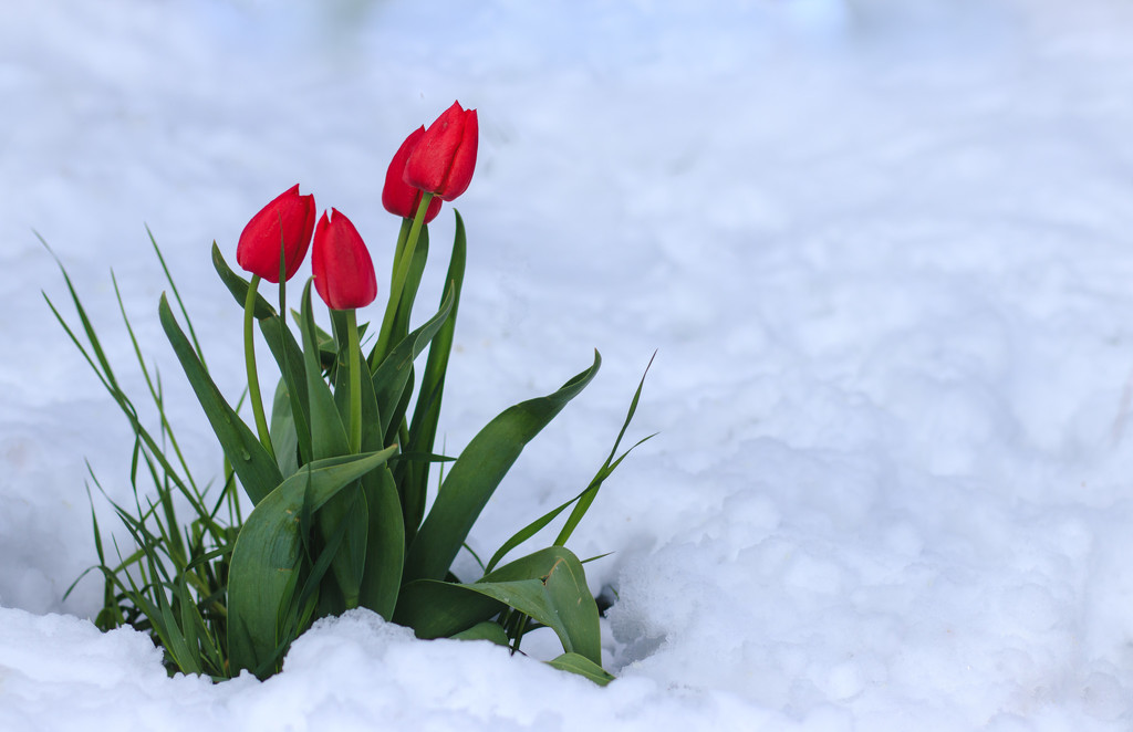 tulips in the snow by aecasey