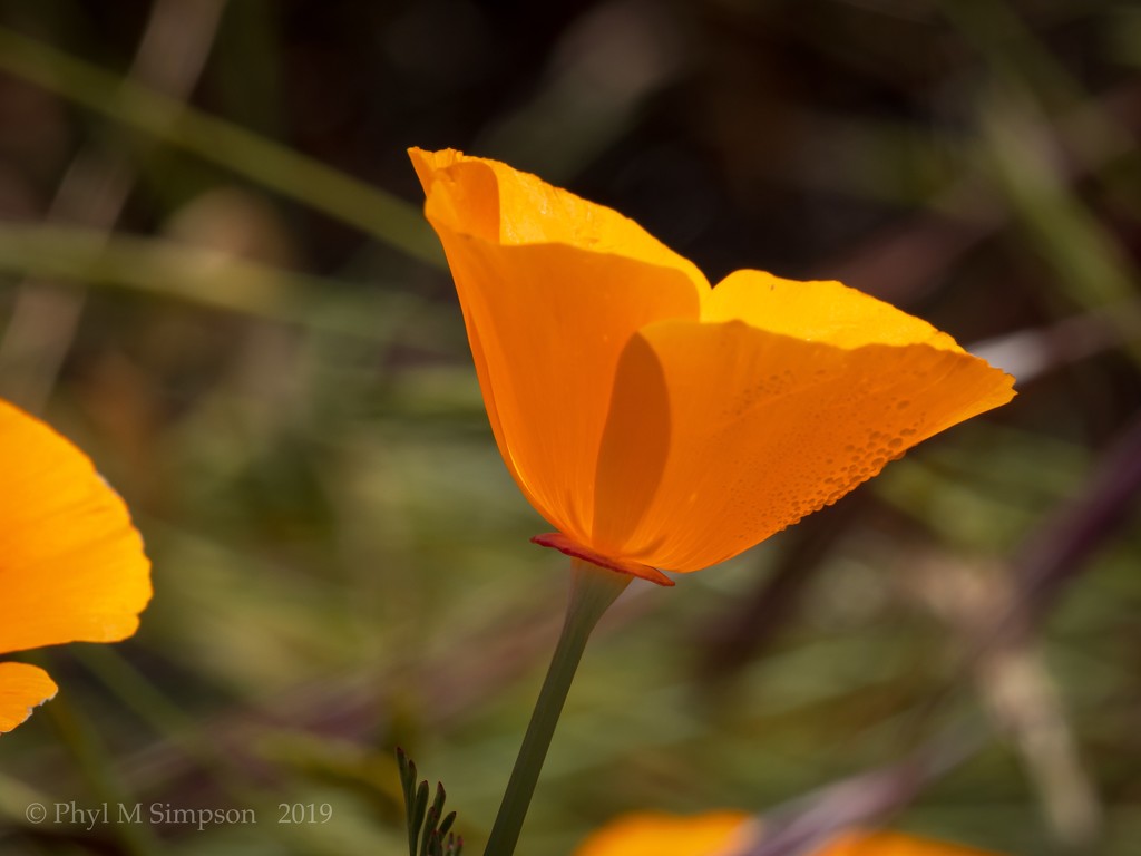 California Golden Poppy ~ Poppies Everywhere! by elatedpixie
