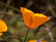 22nd May 2019 - California Golden Poppy ~ Poppies Everywhere!