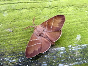 23rd May 2019 - Fox moth (male)