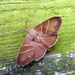 Fox moth (male) by steveandkerry