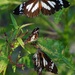 More butterflies (Black & White Tiger (Danaus affinis affinis).  by judithdeacon