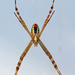 Scary spider by judithdeacon