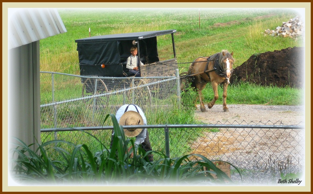 Back in Amish Country by vernabeth