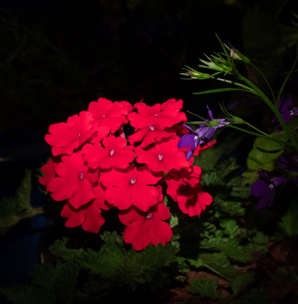 Geraniums at Night by tdaug80