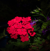 22nd May 2019 - Geraniums at Night