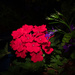 Geraniums at Night by tdaug80