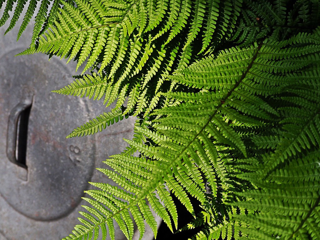 Zinc lid and fern by jacqbb