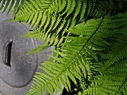 23rd May 2019 - Zinc lid and fern