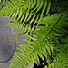 Zinc lid and fern by jacqbb