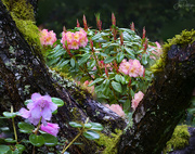 23rd May 2019 - Rhodies Held By the Plum Tree