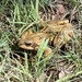 Frog by mattjcuk
