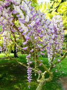 23rd May 2019 - Wisteria