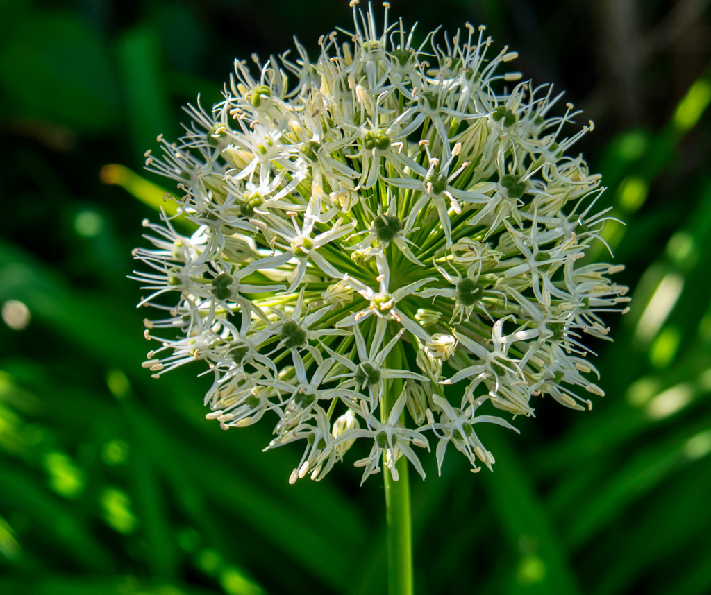 Allium White by tonygig