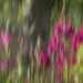 Gladioli blur by helenhall