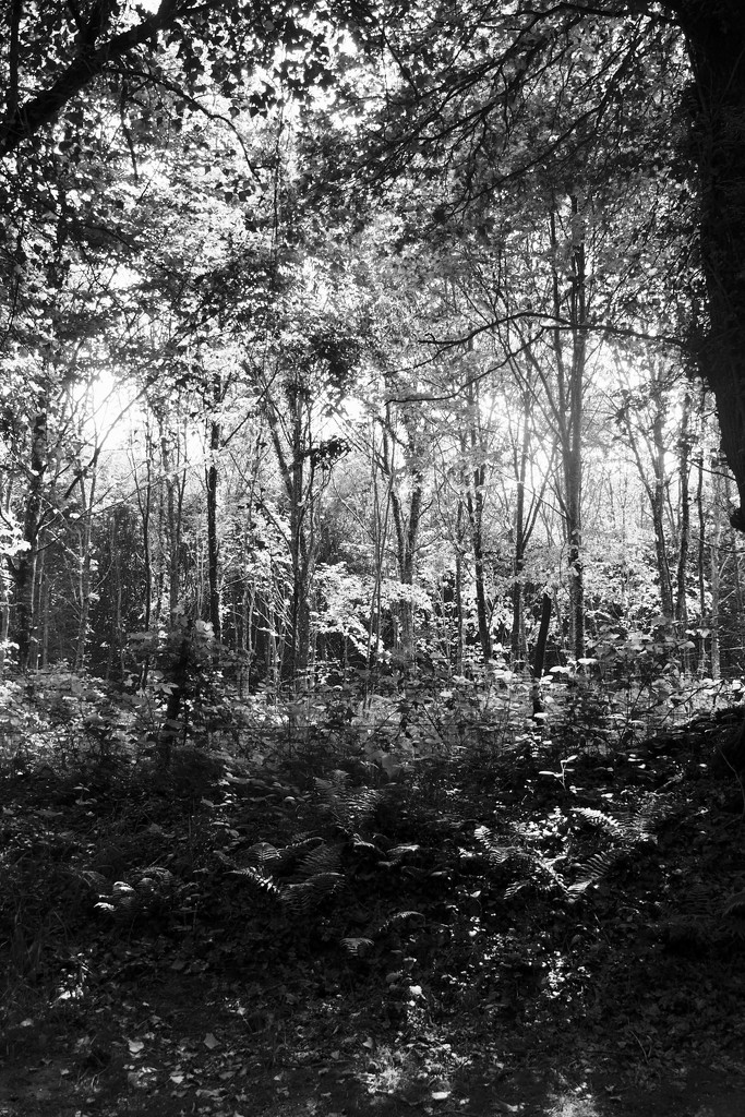 Paimpont Forest, mono version.  by s4sayer