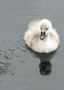 21st May 2019 - Ugly Duckling?