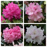 1st May 2019 -  Rhododendrons at Petworth