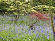 23rd May 2019 -  Bluebells and Acers.............