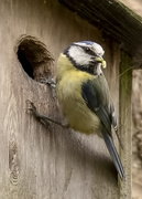 22nd May 2019 - Blue tit feeding her young