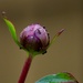 Peony in the Making by carole_sandford