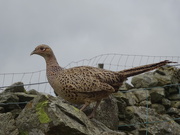 23rd May 2019 - hen pheasant