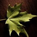 Day 143:  Fresh Leaf by sheilalorson