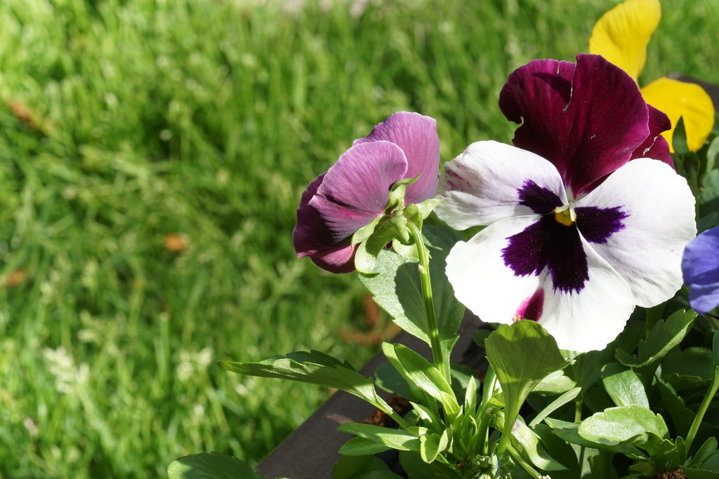 Pansies by amyk