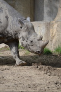 10th May 2019 - Rosie the rhino